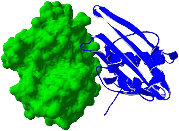IVY (blue ribbons) binds to lysozyme