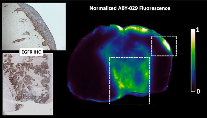 Normalized ABY-029 Fluorescence