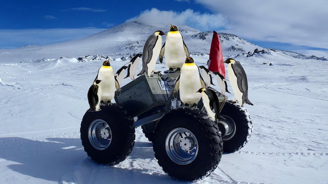 Penguins take over the Yeti